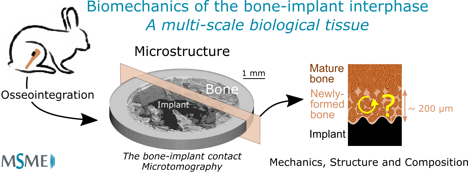 "Biomechanics of the bone-implant interphase"